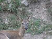 2011-10-03-Baillet